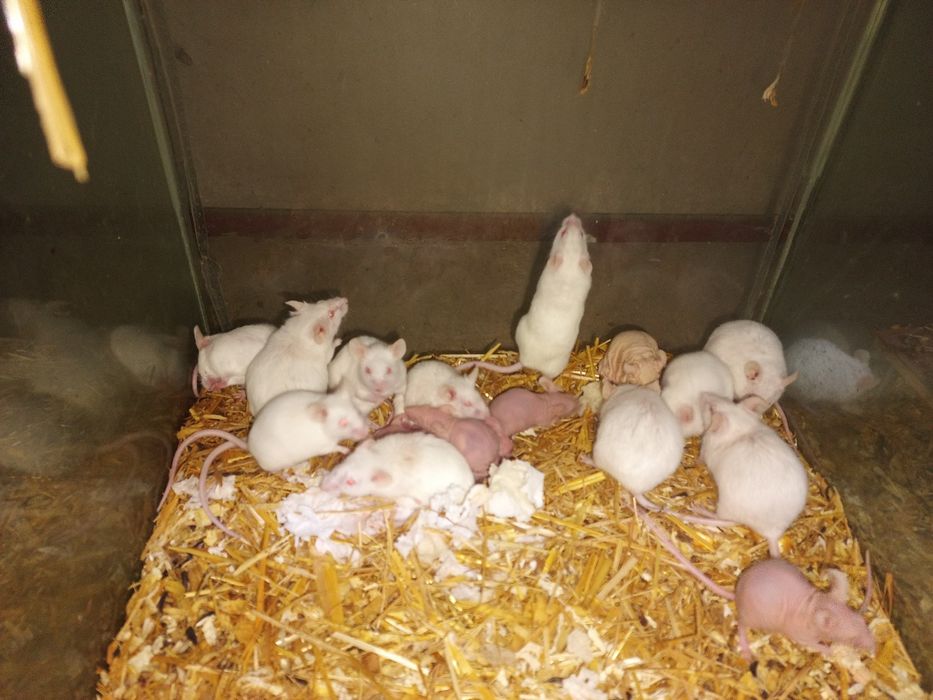 Șoricei laborator Constanța