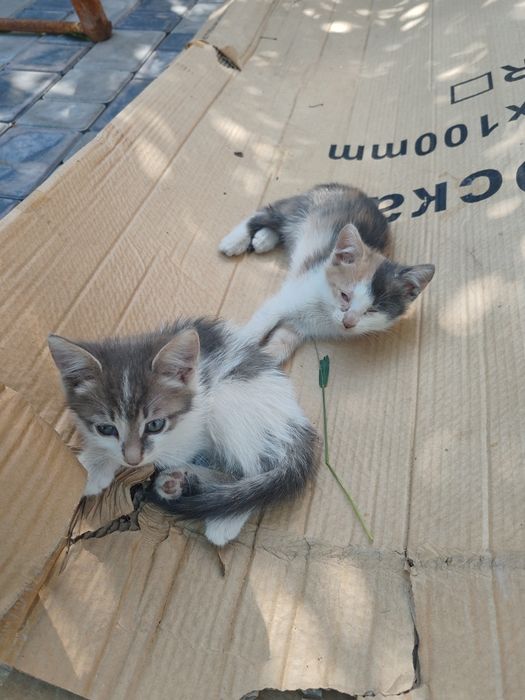 Отдам котят в добрые руки