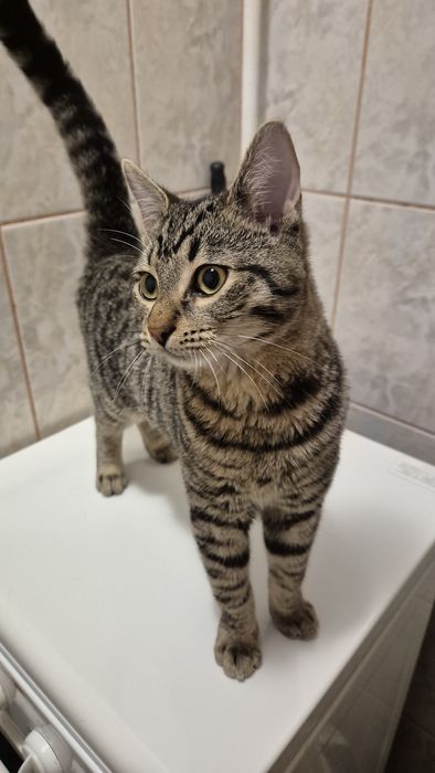 Iulian pui pisica cauta ACASA