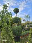 Globular etajat, calitate extra, 3.m