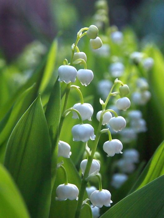 Рассада ландышей. Местная.