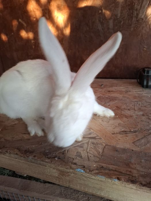 Vand 2 femele  de 2 luni   urias german alb