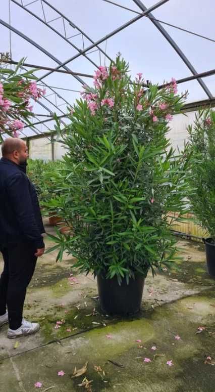 Leandru ( oleander nerium ) oleandru roz, alb, rosu, galben.