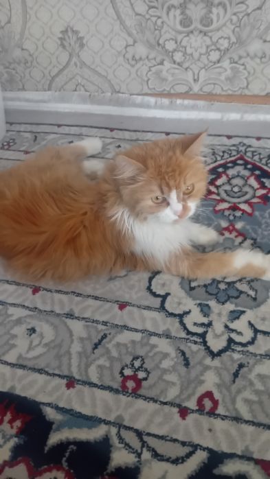 yaxshi uyda boqilgan damashni erkak