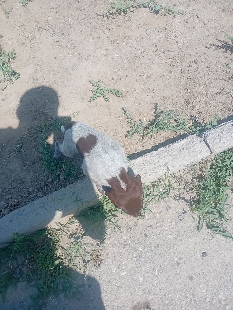 Щенки дратхара помесь отец чистый. Один мальчик 4 девочки
