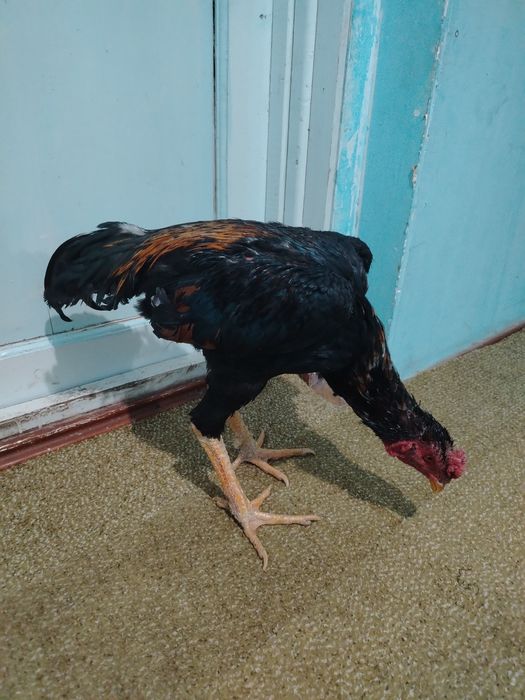 Dakan xo'roz sotiladi