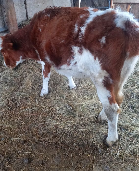 2 бас қашар сатылады