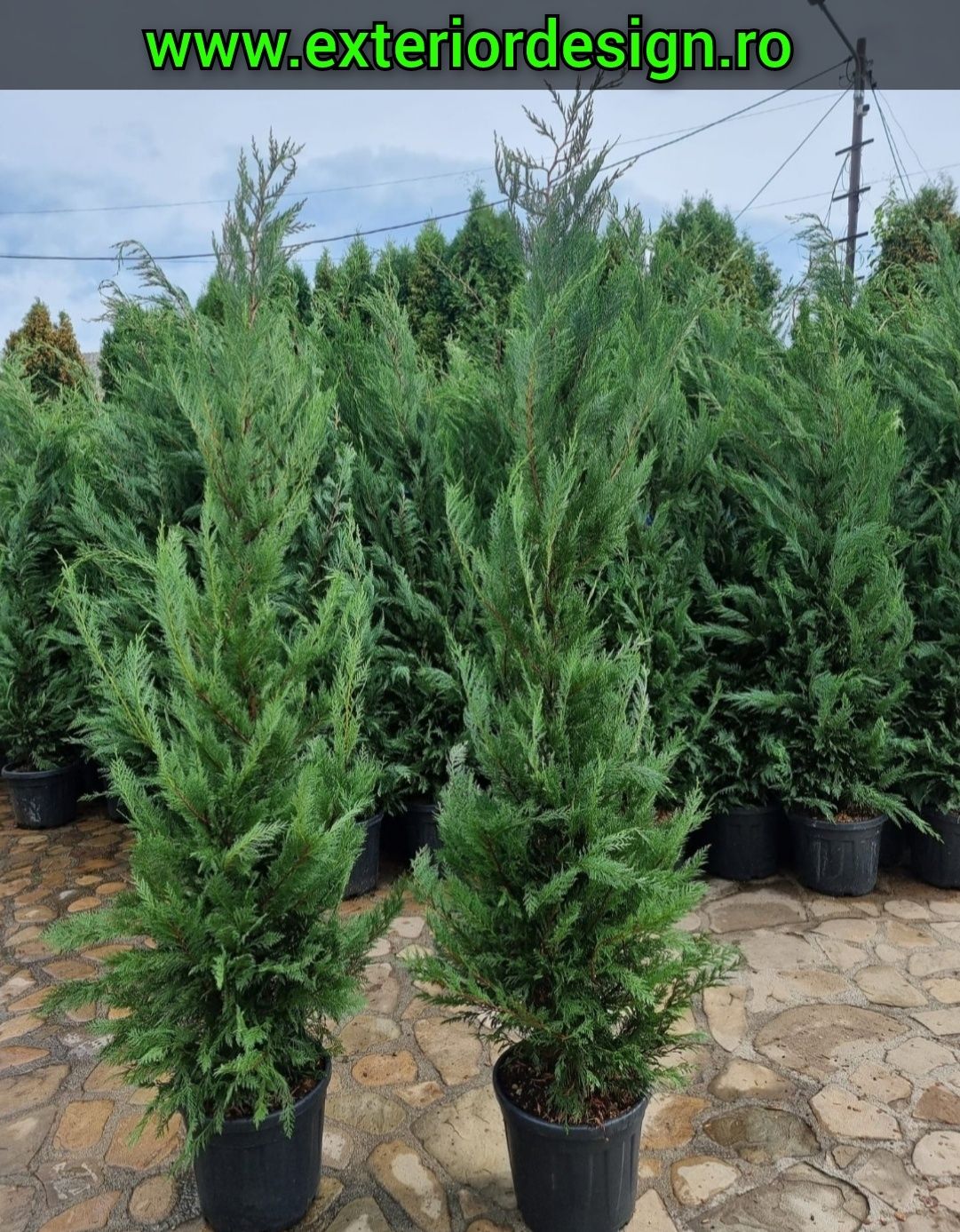 Leylandii gard viu, prețuri avantajoase % Plante ornamentale brazi