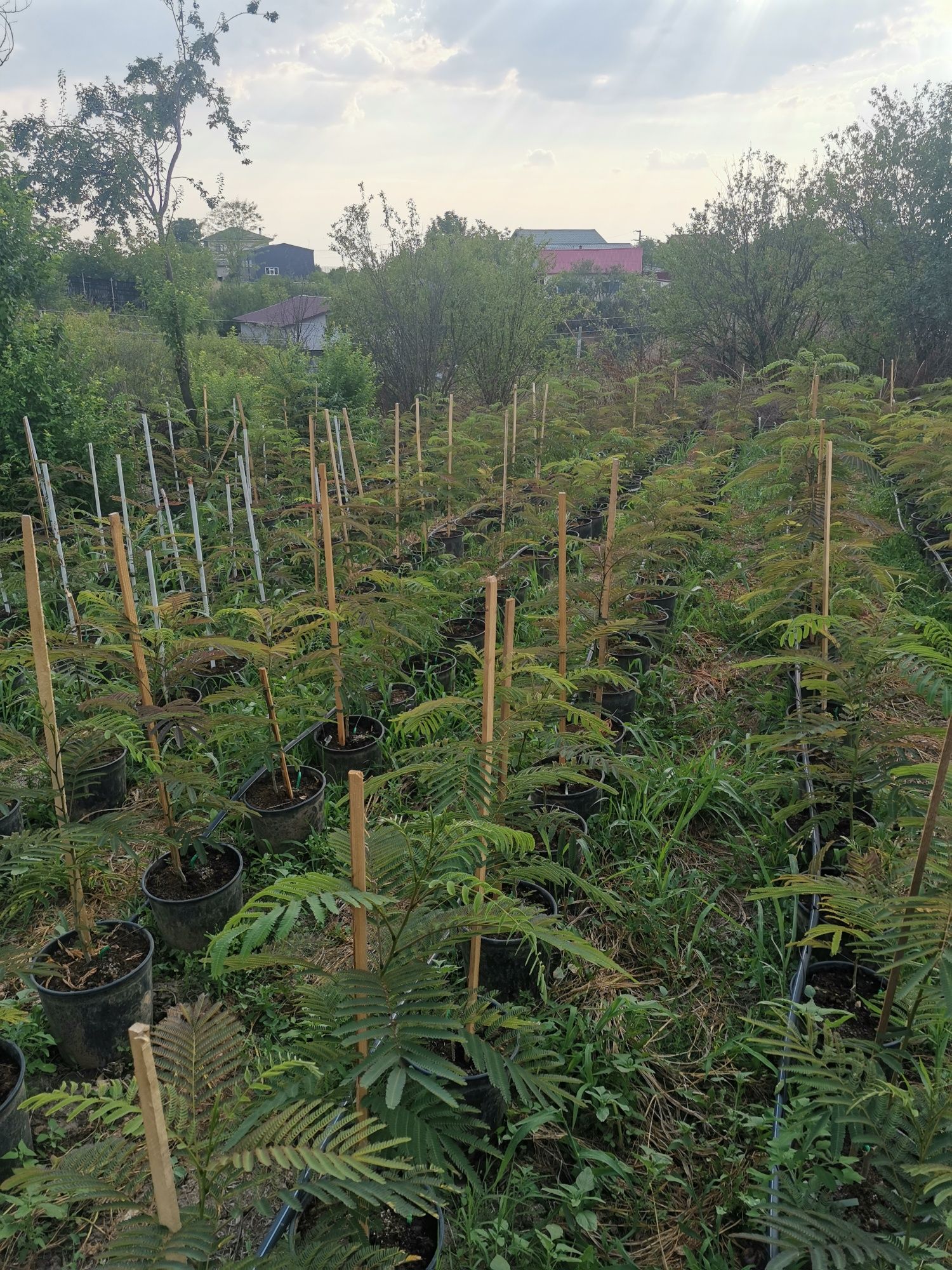 Albizia la ghiveci