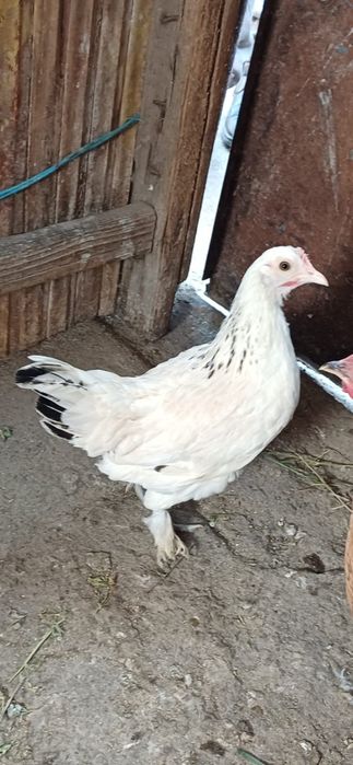 Cocos și gaini pitice