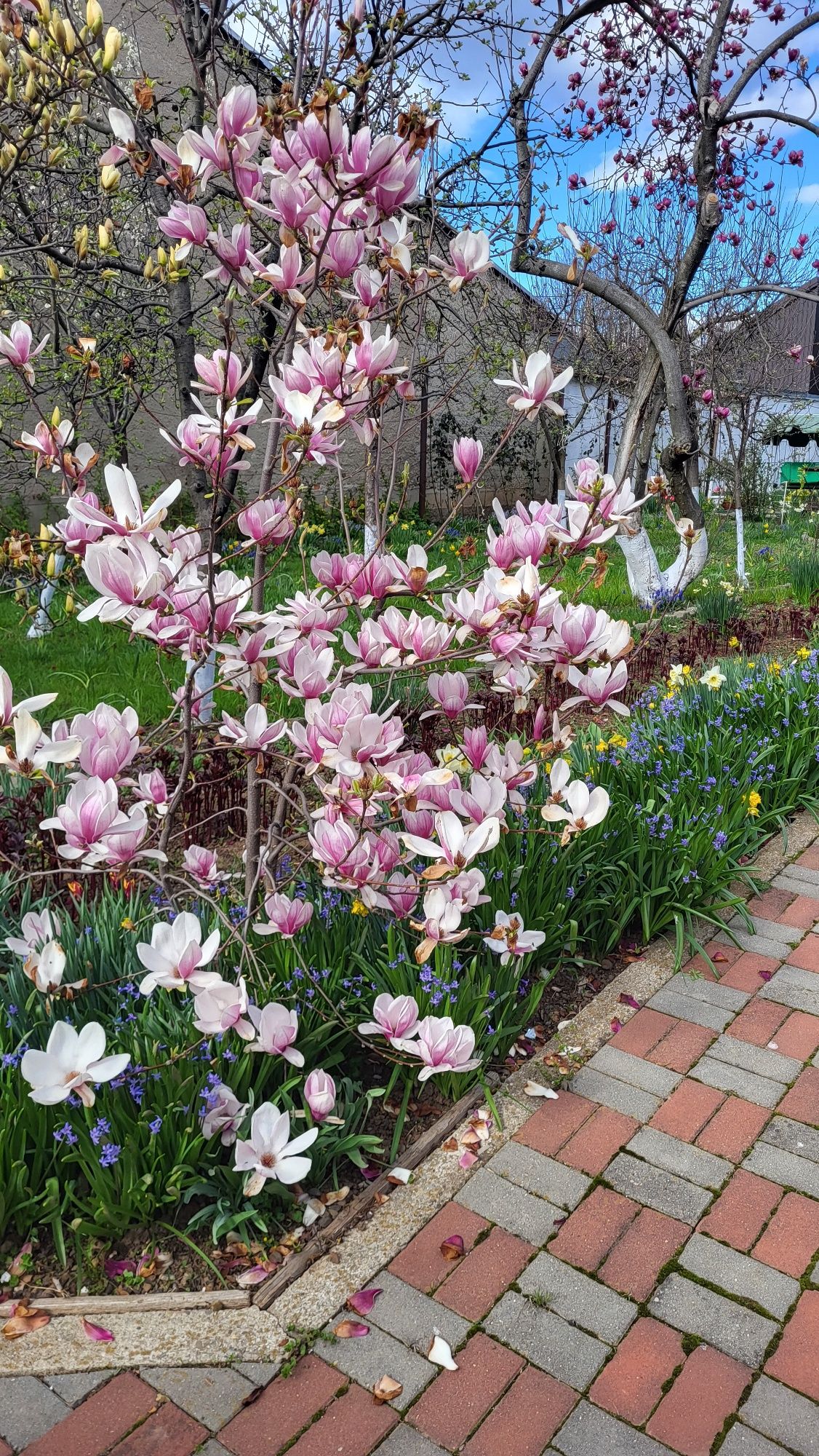 Vând pui magnolie Soulangeana și Satisfaction