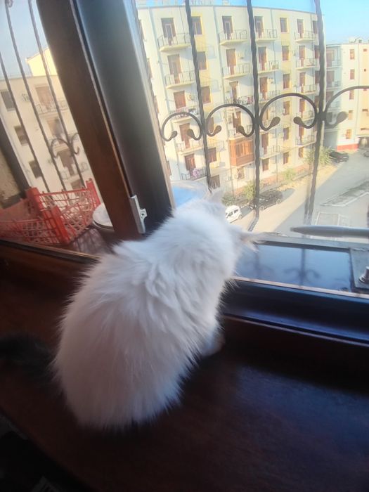 Mushuk bolasi uyda boqilgan.