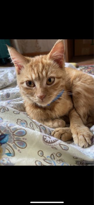 Кошка 3месяцев
