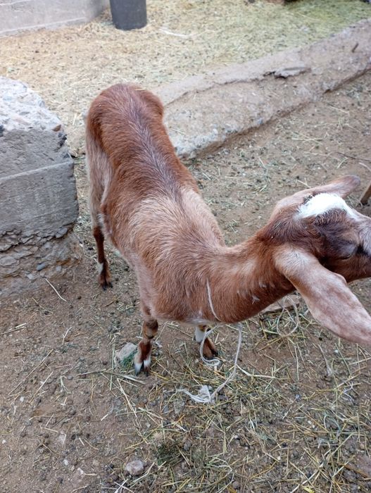 Продаются   козы