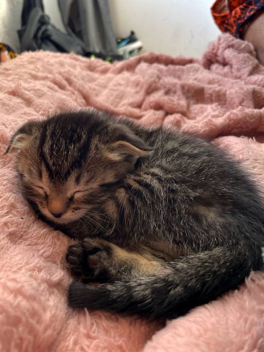 Продаю вислоухого котенка