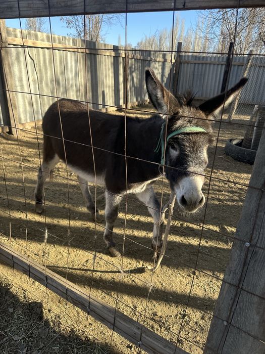 Продам ишак осел