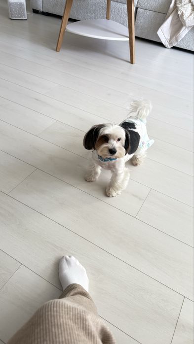 Йоркширский Бивер