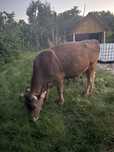 Vaca de vanzare !