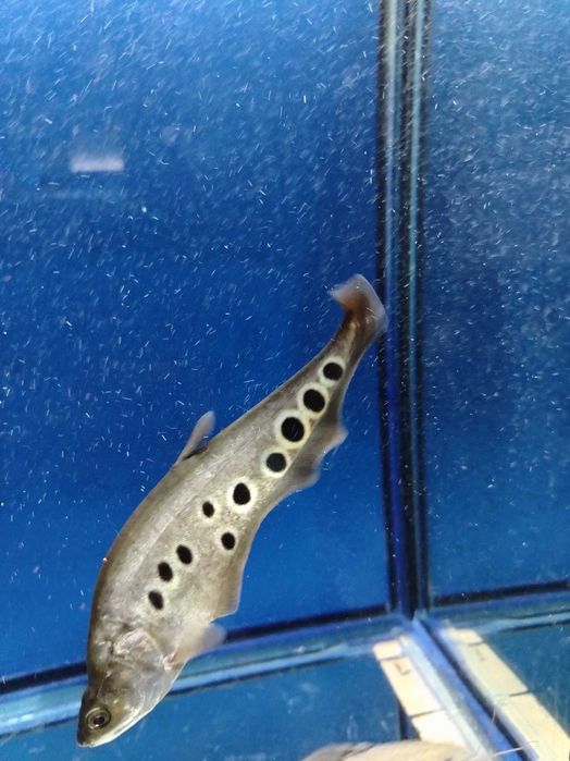 Продаются аквариумные рыбки