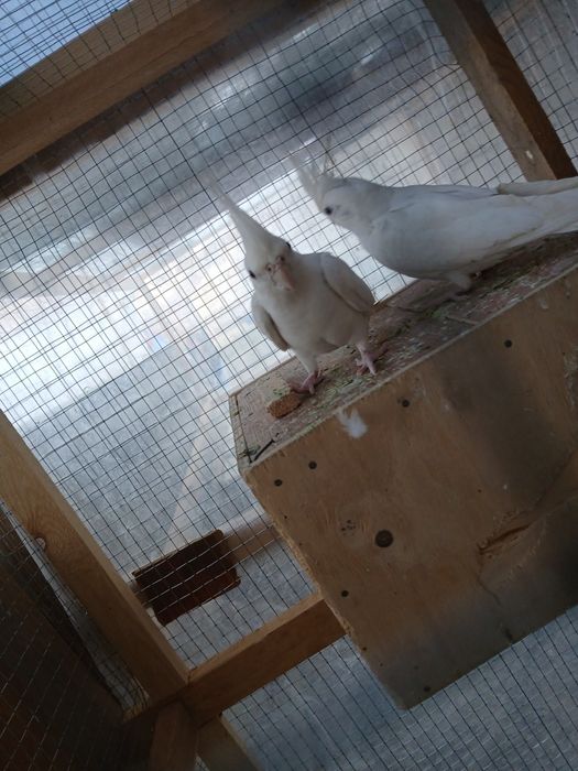 1 juft dubay karella sotiladi narxi 600 ming