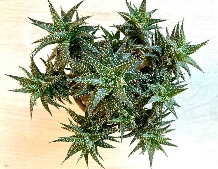 Сортовой гибрид алое Descoingsii X Hawarthioides, суккулент