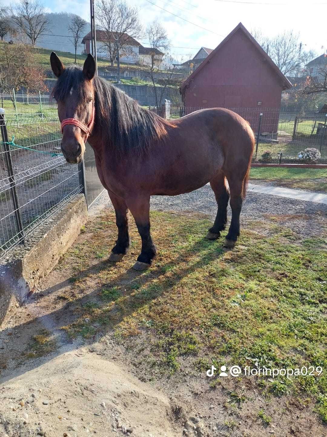 Vând Iapă. Detalii la telefon