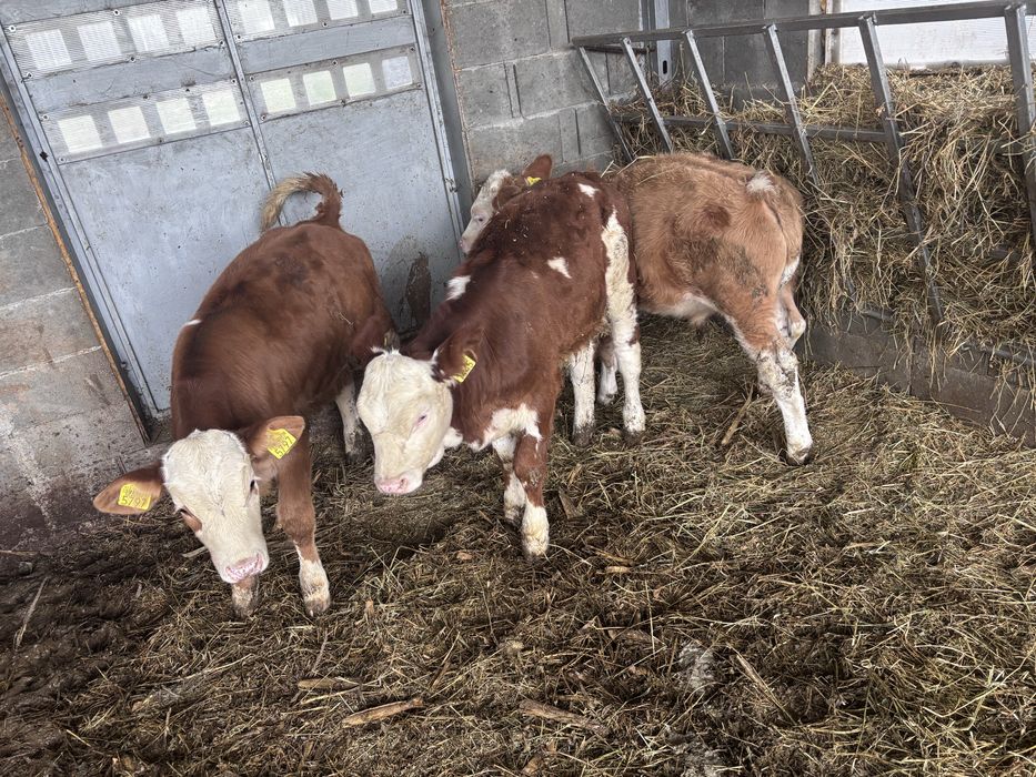 Vitei baltata romaneasca