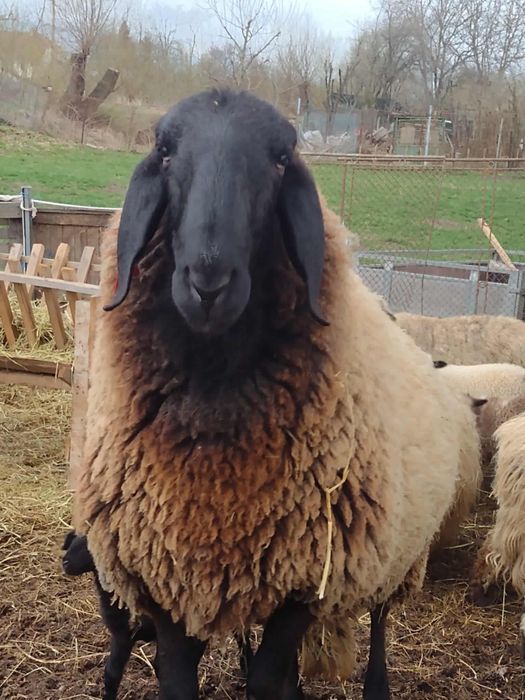 Berbec de rasa..
