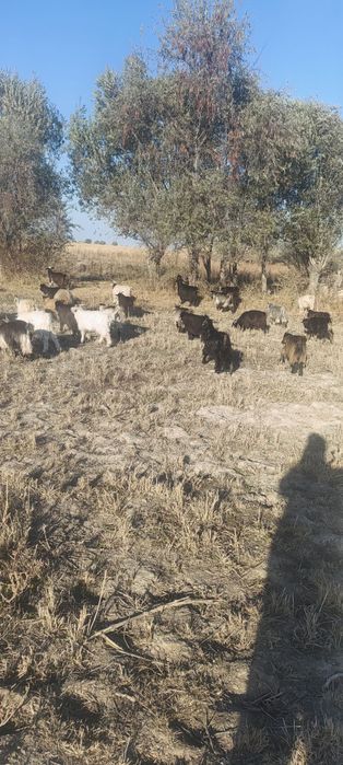 Ылаклар сатилади ценасн ийесименен солесесиз