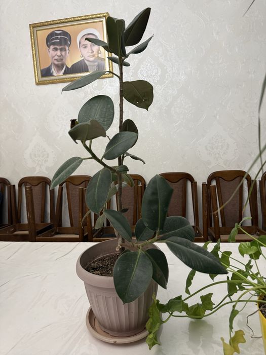 Комнатные растения цены разные