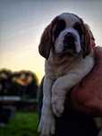 Femela Saint Bernard cu Pedigree
