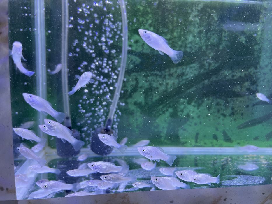 Продам мальков белых моллинезия красивые