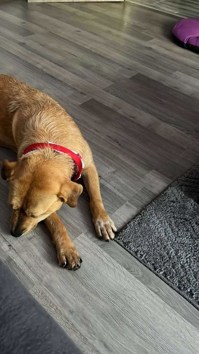 URGENT!!! Donez catelusa sterilizata, blanda, ascultatoare, educata!!!