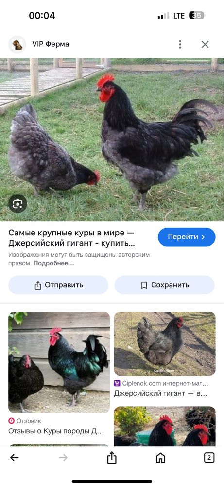 Продаются яйца кур Джерсийкий Гигант