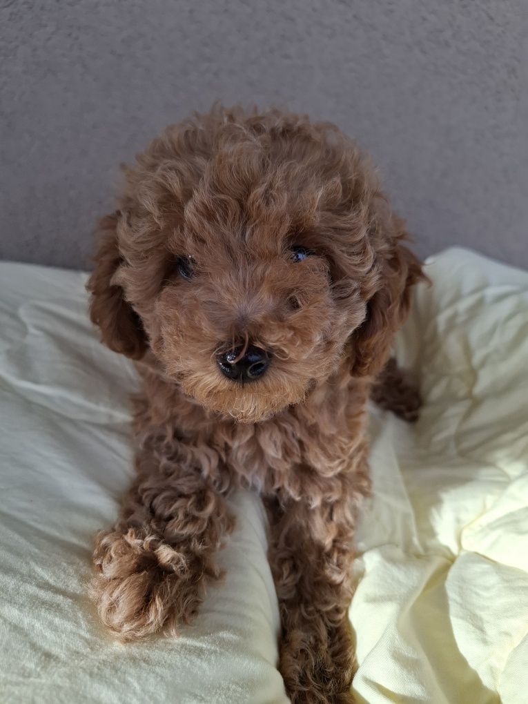 Toy poodle Момиче