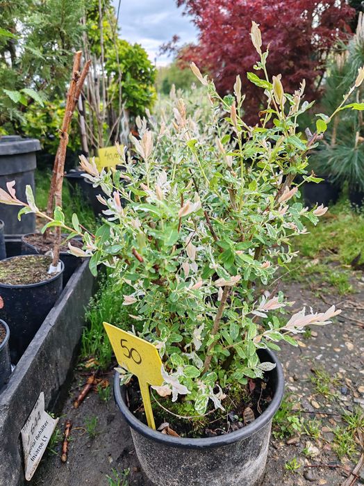 salcie japoneza la ghiveci tufa sau pom