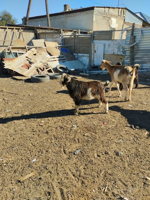 Зайлински лақ сатылады