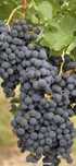 Vand struguri de vin