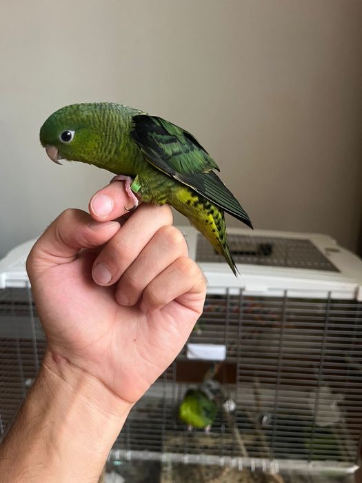 Papagal vargat/catherine verde