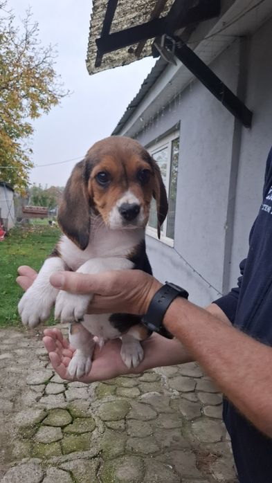 Beagle   tricolor