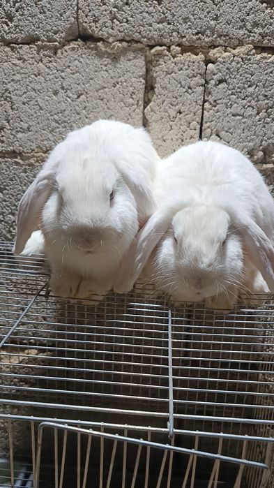 Baran almaz glaz sames erkak quyonlar soni 2ta yoshi  6oyli toza qon