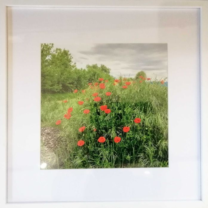 Картина "Пейзаж с макове"