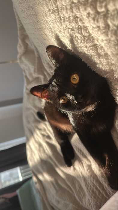 Отдам чёрную кошечку