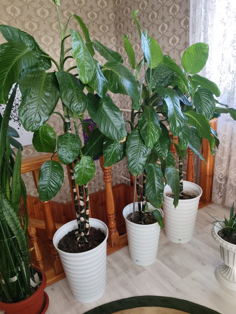 Продам диффенбахию комнатные растения