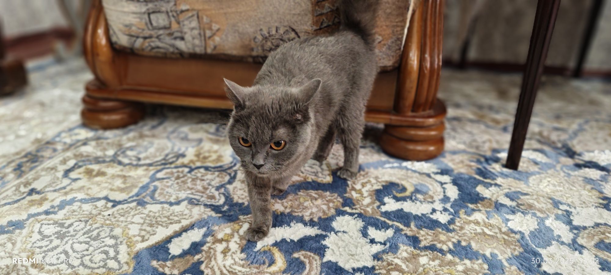 Scottish straight (Скоттиш Страйт), Британская короткошёрстная кошка