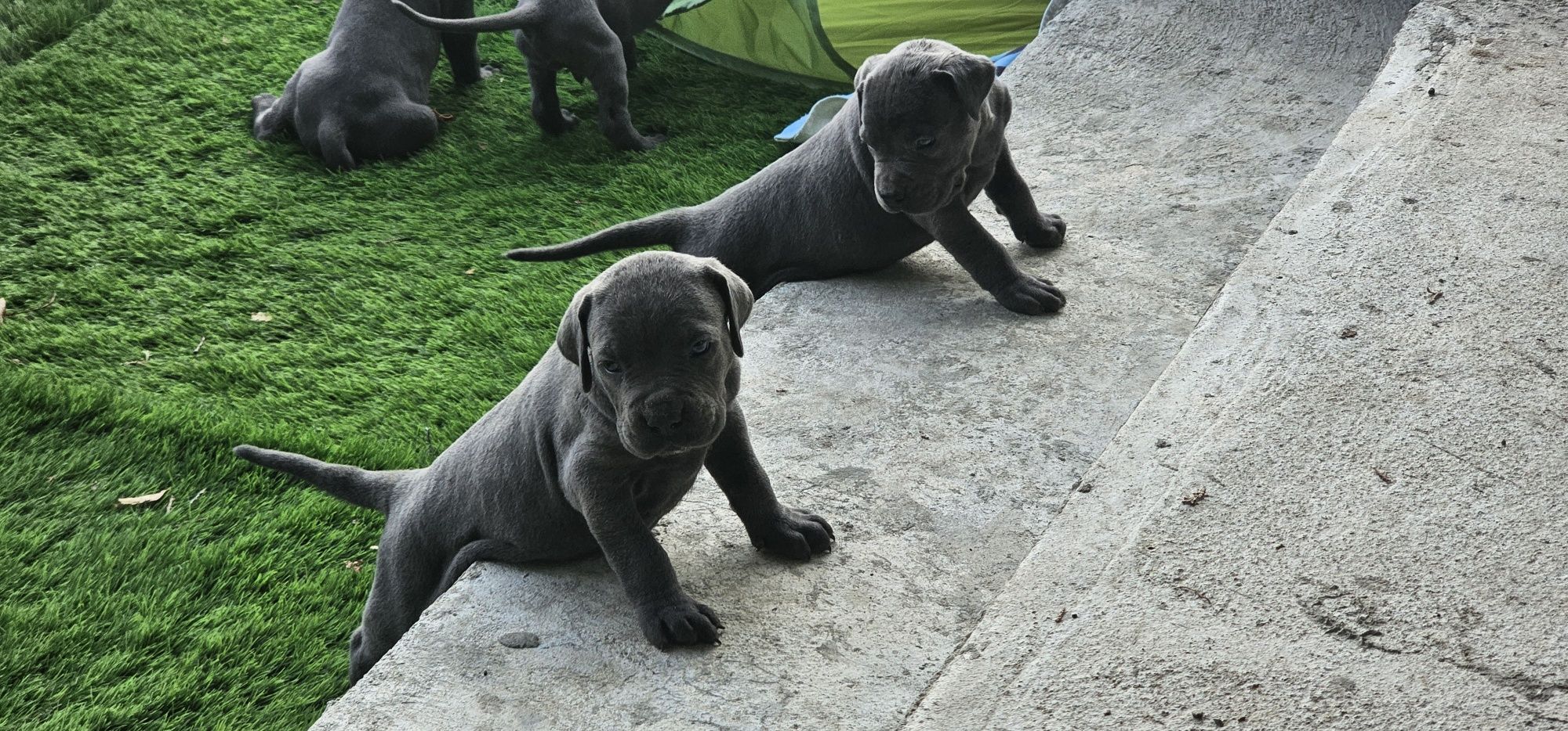 Кученца Кане Корсо Cane Corso