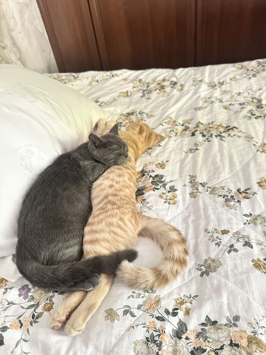 Шотландские кошки