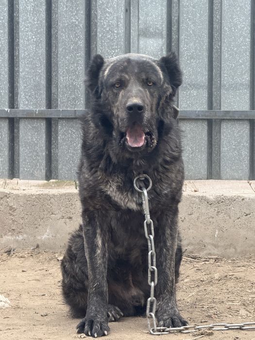 Алабай төбет сатылады