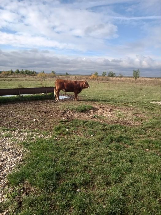 Viței si vitele albastru belgian si baltata romaneasca