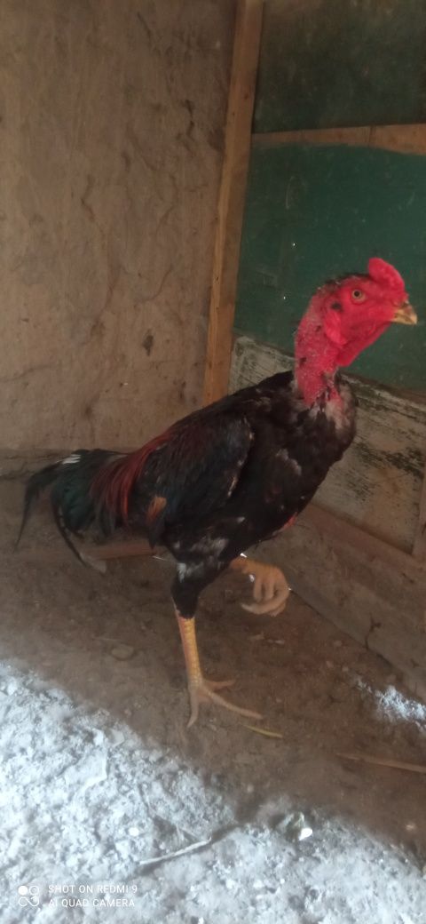 Dakan jojalar sotiladi
